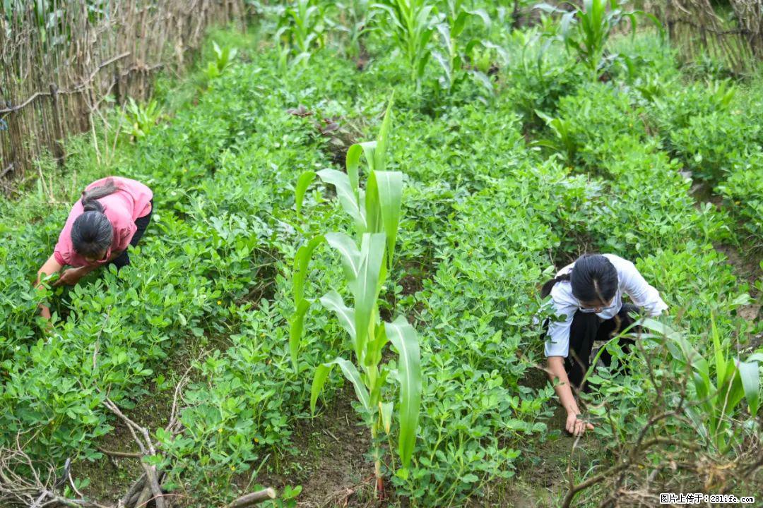 全网追的“扁担女孩”,找了一份暑假工,时薪12元 - 东莞生活资讯 - 东莞28生活网 dg.28life.com