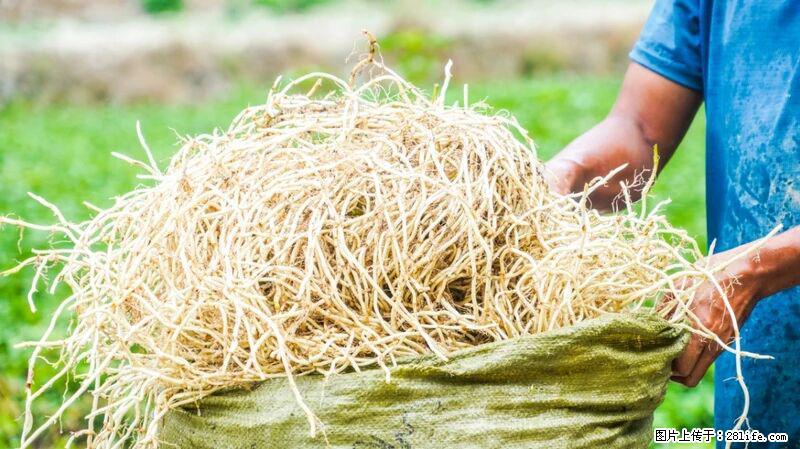 堪称“最难吃”的蔬菜,却是 “抗辐射神器”,还能护肺、清热、止咳化痰! - 东莞生活资讯 - 东莞28生活网 dg.28life.com