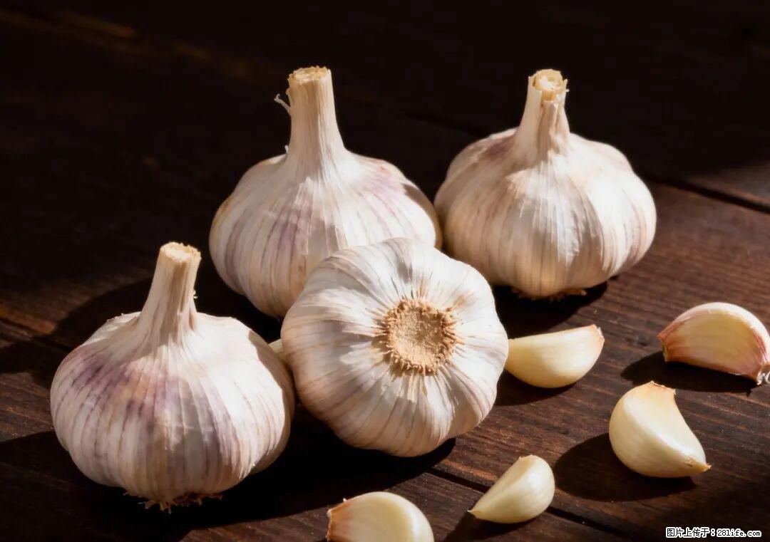 关于大蒜，除了“天然抗生素”，这4个谣言更该警惕! - 东莞生活资讯 - 东莞28生活网 dg.28life.com