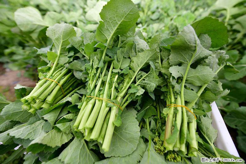 这些蔬菜是“天然钙片”，这6种被医生重点推荐 - 东莞生活资讯 - 东莞28生活网 dg.28life.com